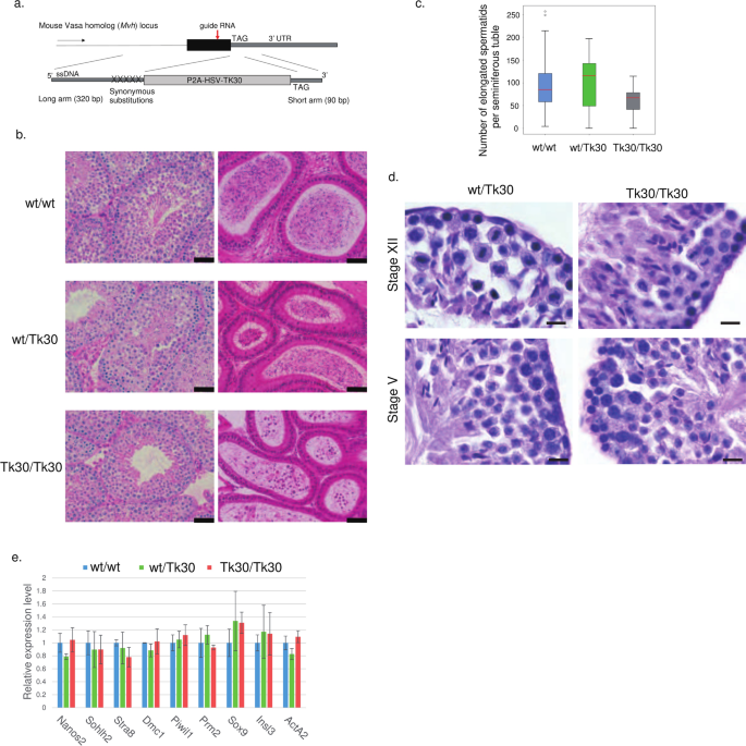 Germ cell depletion using HSV-TK in mouse testes – Nature
