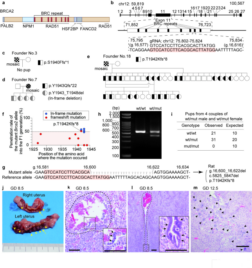 Heterozygous mutation in BRCA2 induces accelerated age-dependent decline in sperm quality with male subfertility in rats – Nature
