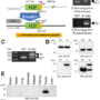 Comprehensive posttranslational modifications in the testis-specific histone variant H3t protein validated in tagged knock-in mice – Nature