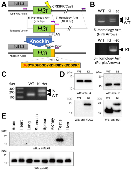 Comprehensive posttranslational modifications in the testis-specific histone variant H3t protein validated in tagged knock-in mice – Nature