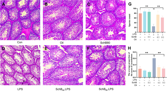 Schisandrin B alleviates testicular inflammation and Sertoli cell apoptosis via AR-JNK pathway – Nature