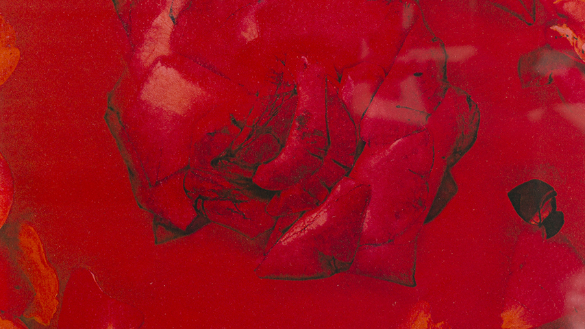 OPENING A RED ROSE IN A RED DREAM – uclm.es