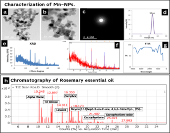 nanoparticle-induced fertility deficits in rats via antioxidant mechanisms and upregulation of StAR signalling – Nature