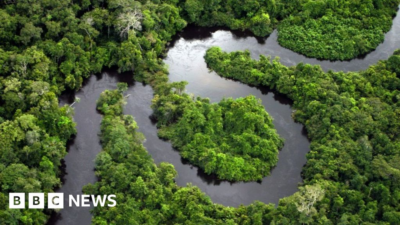 Amazon rainforest plots sold via Facebook Marketplace ads – BBC