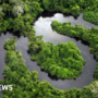 Amazon rainforest plots sold via Facebook Marketplace ads – BBC