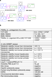 Targeting the retinoid signaling pathway with YCT-529 for effective and reversible oral contraception in mice and primates | Communications Medicine – Nature