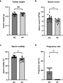 Decreased AdipoR1 signaling and its implications for obesity-induced male infertility – Nature