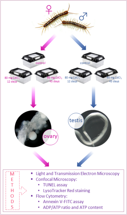 Ovaries and testes of Lithobius forficatus (Myriapoda, Chilopoda) react differently to the presence of cadmium in the environment – Nature