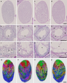 Three-dimensional morphological analysis of spermatogenesis in aged mouse testes – Nature