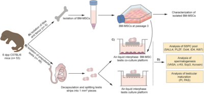 Mesenchymal stem cells promote spermatogonial stem/progenitor cell pool and spermatogenesis in neonatal mice in vitro – Nature
