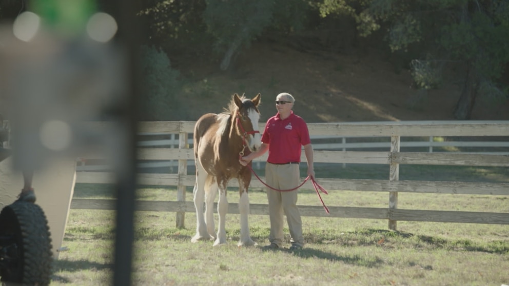 Video New Budweiser Super Bowl ad – ABC News