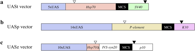 Male-biased protein expression in primordial germ cells, identified through a comparative study of UAS vectors in Drosophila – Nature