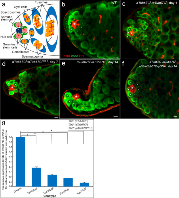 α-Tubulin Regulates the Fate of Germline Stem Cells in Drosophila Testis – Nature