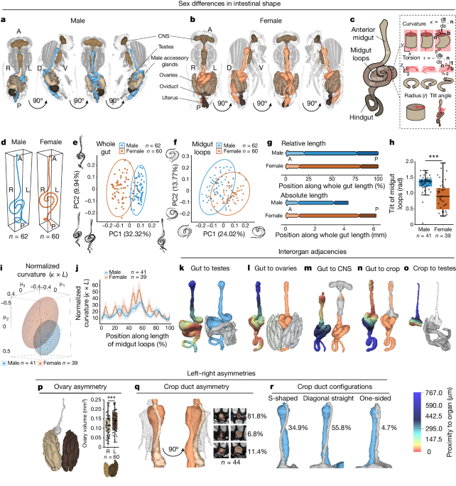 The sex of organ geometry – Nature