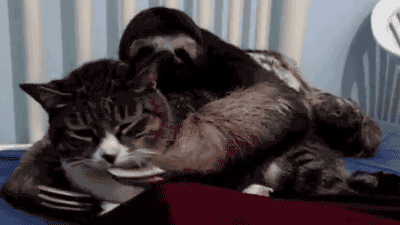 Preguiça e gatinha (Foto: Reprodução)