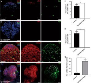 Somatic CG6015 mediates cyst stem cell maintenance and germline stem cell differentiation via EGFR signaling in Drosophila testes – Nature