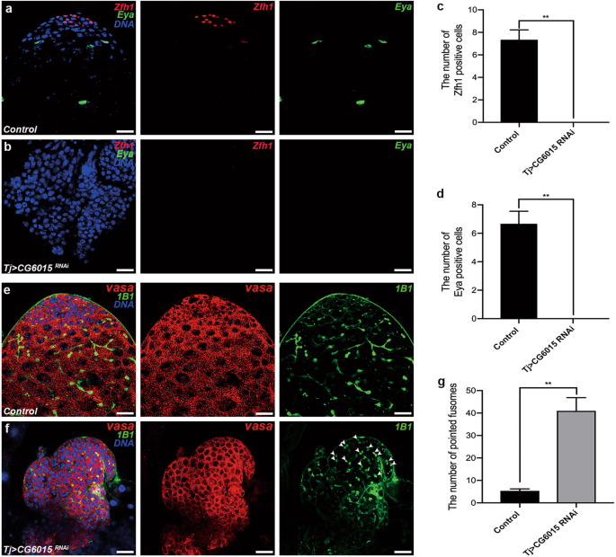 Somatic CG6015 mediates cyst stem cell maintenance and germline stem cell differentiation via EGFR signaling in Drosophila testes – Nature