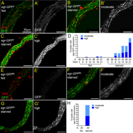 Upregulated TNF/Eiger signaling mediates stem cell recovery and tissue homeostasis during nutrient resupply in Drosophila testis – Nature