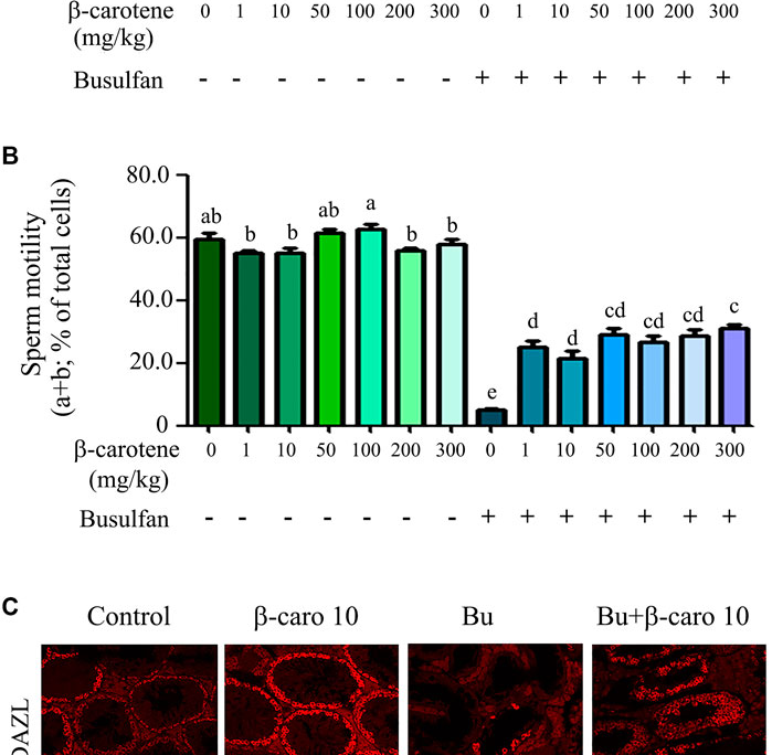 β-carotene Rescues Busulfan Disrupted Spermatogenesis Through Elevation in Testicular Antioxidant Capability – Frontiers