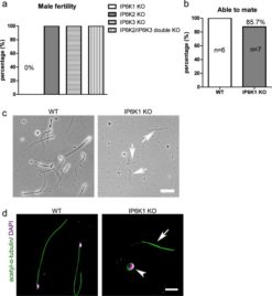 Multiple aspects of male germ cell development and interactions with Sertoli cells require inositol hexakisphosphate kinase-1 – Nature