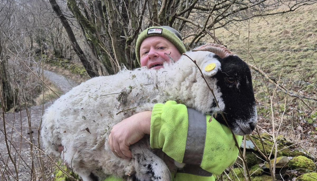 Sheep stranded at old quarry near Ingleton rescued by CRO – Yahoo News UK