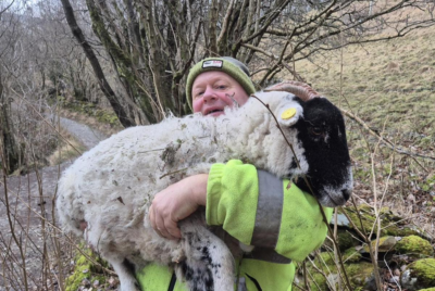 Sheep stranded at old quarry near Ingleton rescued by CRO – Yahoo News UK
