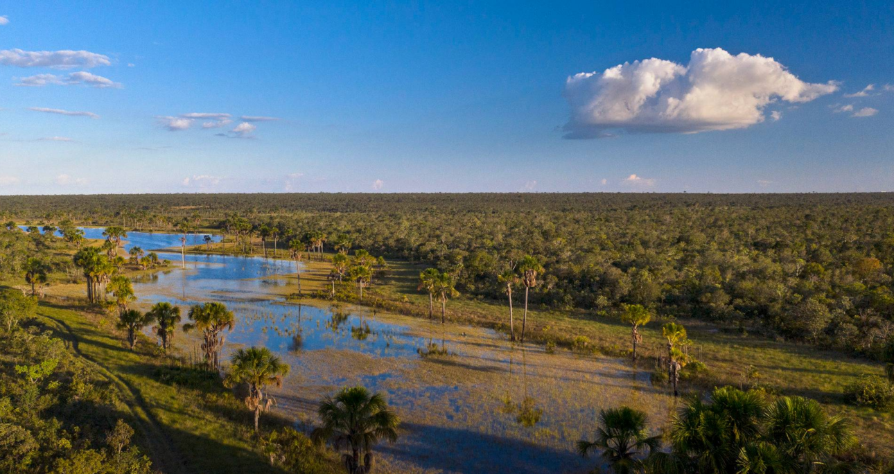 BNDES aproveita brecha legal e financia infratores ambientais no Cerrado – reporterbrasil.org.br