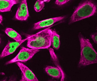 Earth's gravity and magnetism have unexpected effects on the human genome and mitochondria – Physics World