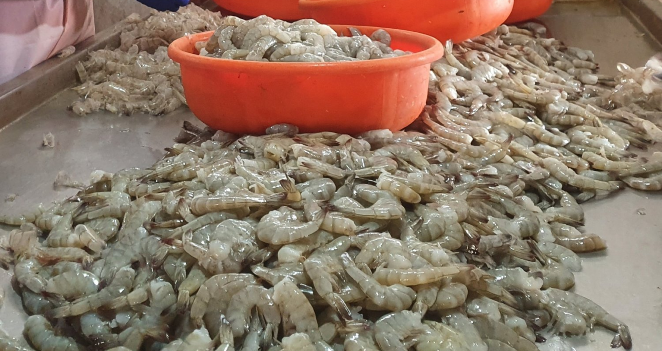 337 ITC Case on Behalf of U.S. Shrimpers – Corporate Accountability Lab