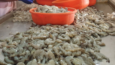 337 ITC Case on Behalf of U.S. Shrimpers – Corporate Accountability Lab