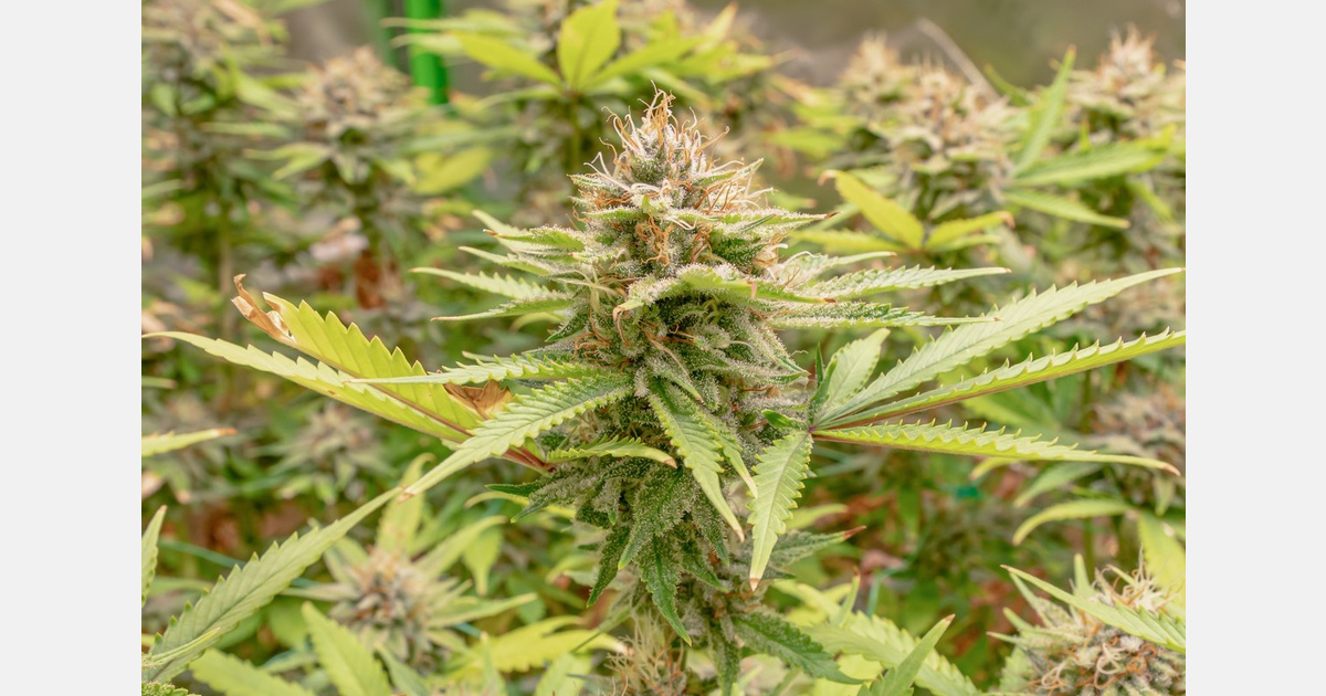 Decibel Cannabis CRO resigns – MMJDaily